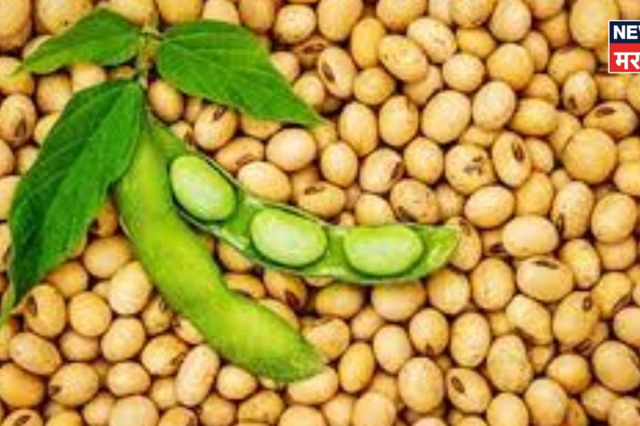 सोयाबीनच्या दरात जोरदार उसळी! बाजार भाव कडाडणार? सध्याचे मार्केट काय?