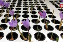 लोकांनी नावं ठेवली! फुलटाइम नोकरीसोबत दोन भावांनी सुरू केली भन्नाट शेती, करताय लाखोंची कमाई