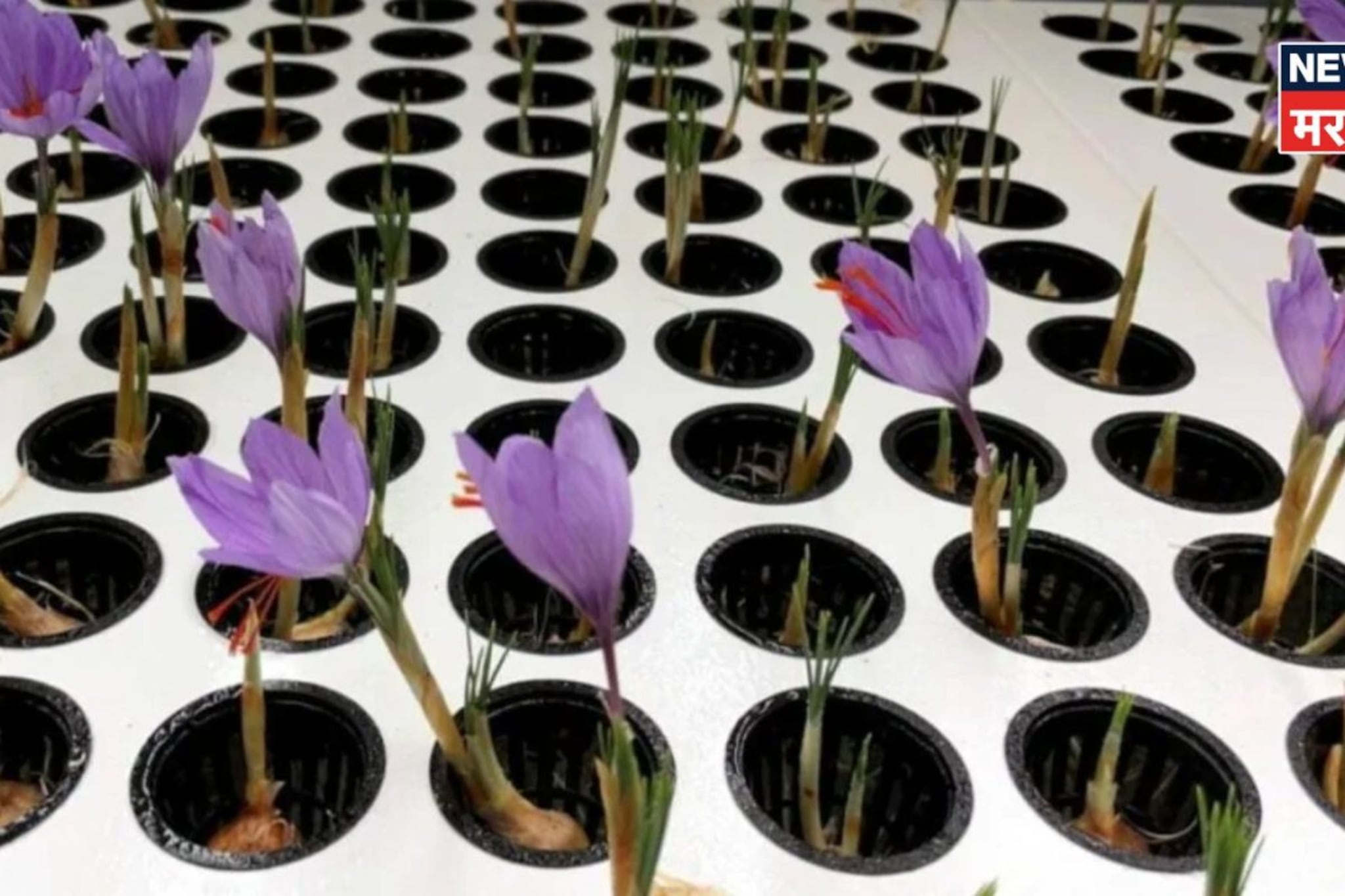 फुलटाइम नोकरीसोबत दोन भावांनी सुरू केली भन्नाट शेती, करताय लाखोंची कमाई