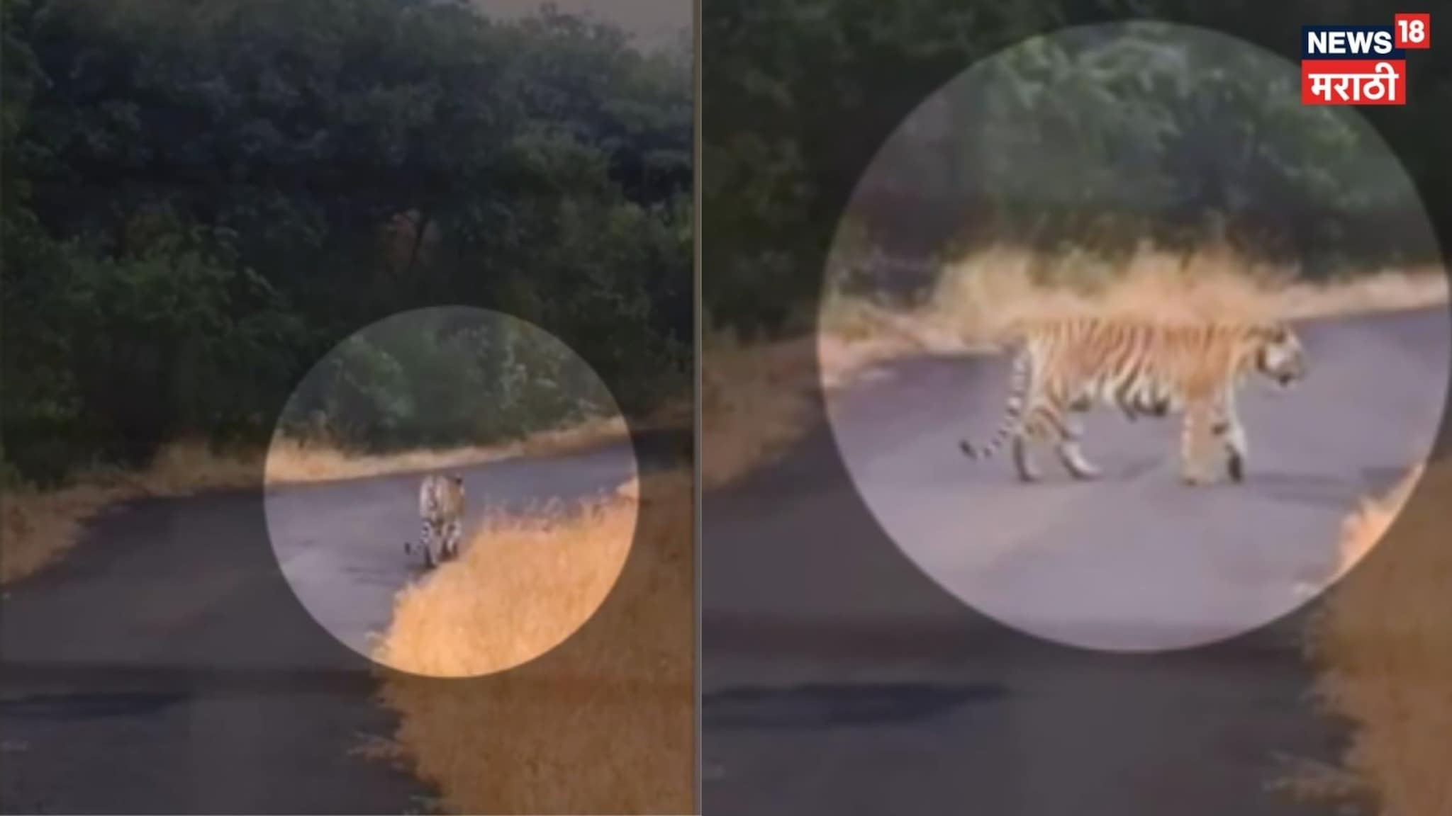 चांदोली परिसरात वाघिणीचं दर्शन, पर्यटकांचा आनंद गगणात मावेना, VIDEO