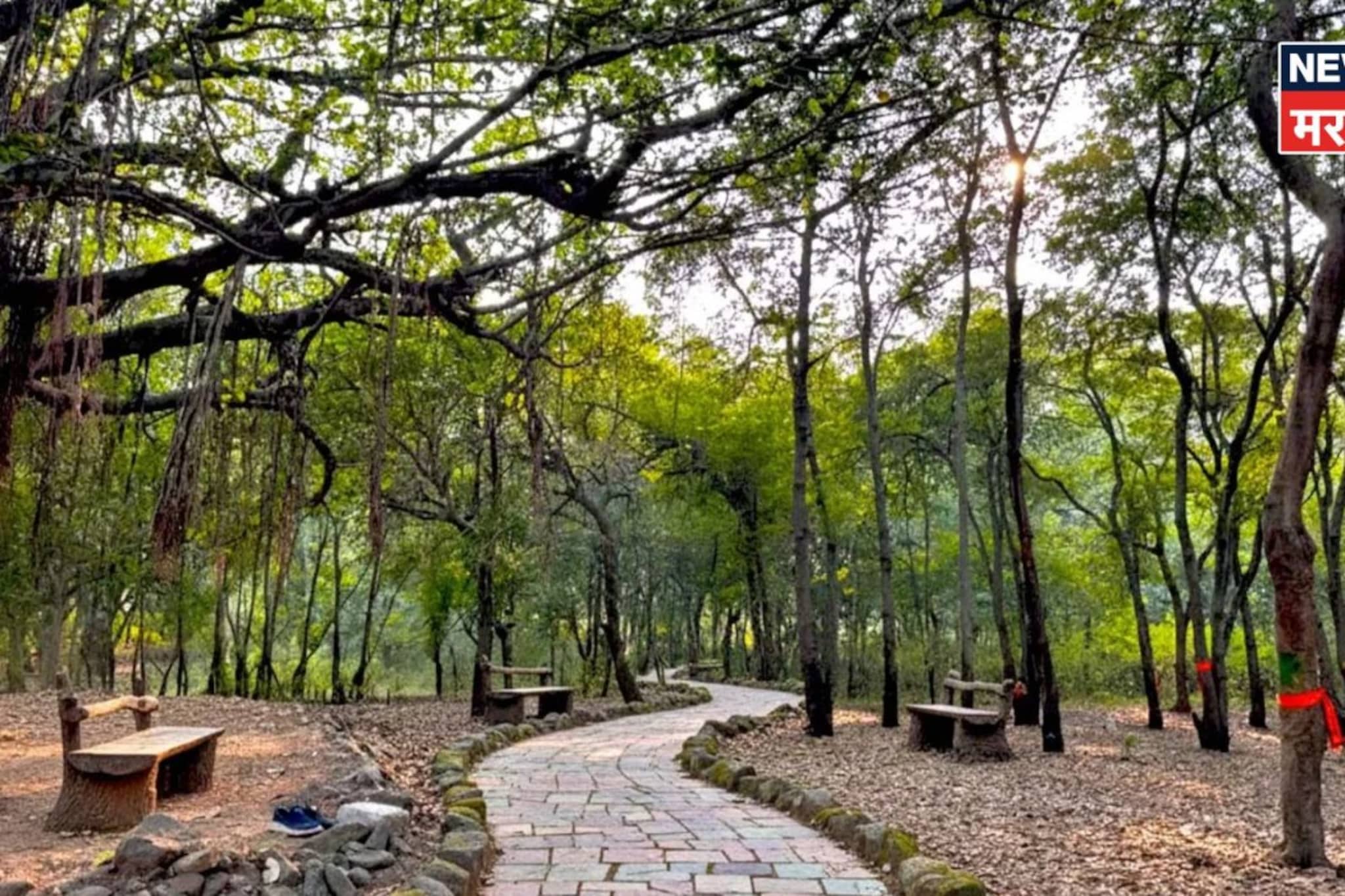 तपोवन परिसरातील वृक्षतोड प्रकरणावर राष्ट्रीय हरित लवादाचा मोठा निर्णय!