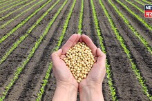 ...तर ३० लाखांच्या दंडासह ३ वर्ष तुरुंगवास होणार! बियाणे विधेयक २०२६ काय आहे?