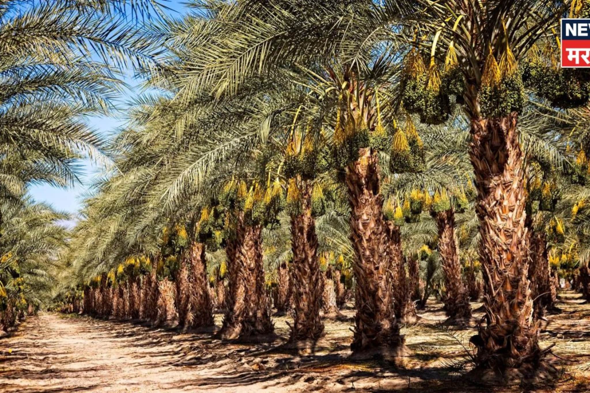 शेतात फक्त ८० रोपं लावली, अन् बीडचा शेतकरी वर्षाला करतोय १२ लाखांची कमाई शेतात फक्त ८० रोपं लावली, अन् बीडचा शेतकरी वर्षाला करतोय १२ लाखांची कमाई