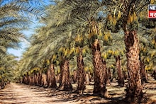 बीडच्या शेतकऱ्याची कमाल! शेतात फक्त ८० रोपं लावली, अन् वर्षाला करतोय १२ लाखांची कमाई