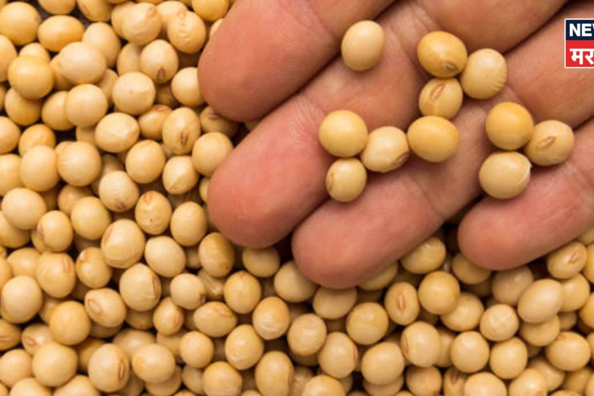 सोयाबीनच्या दरात तेजी कायम! भाव आणखी वाढणार? आजचे मार्केट काय?