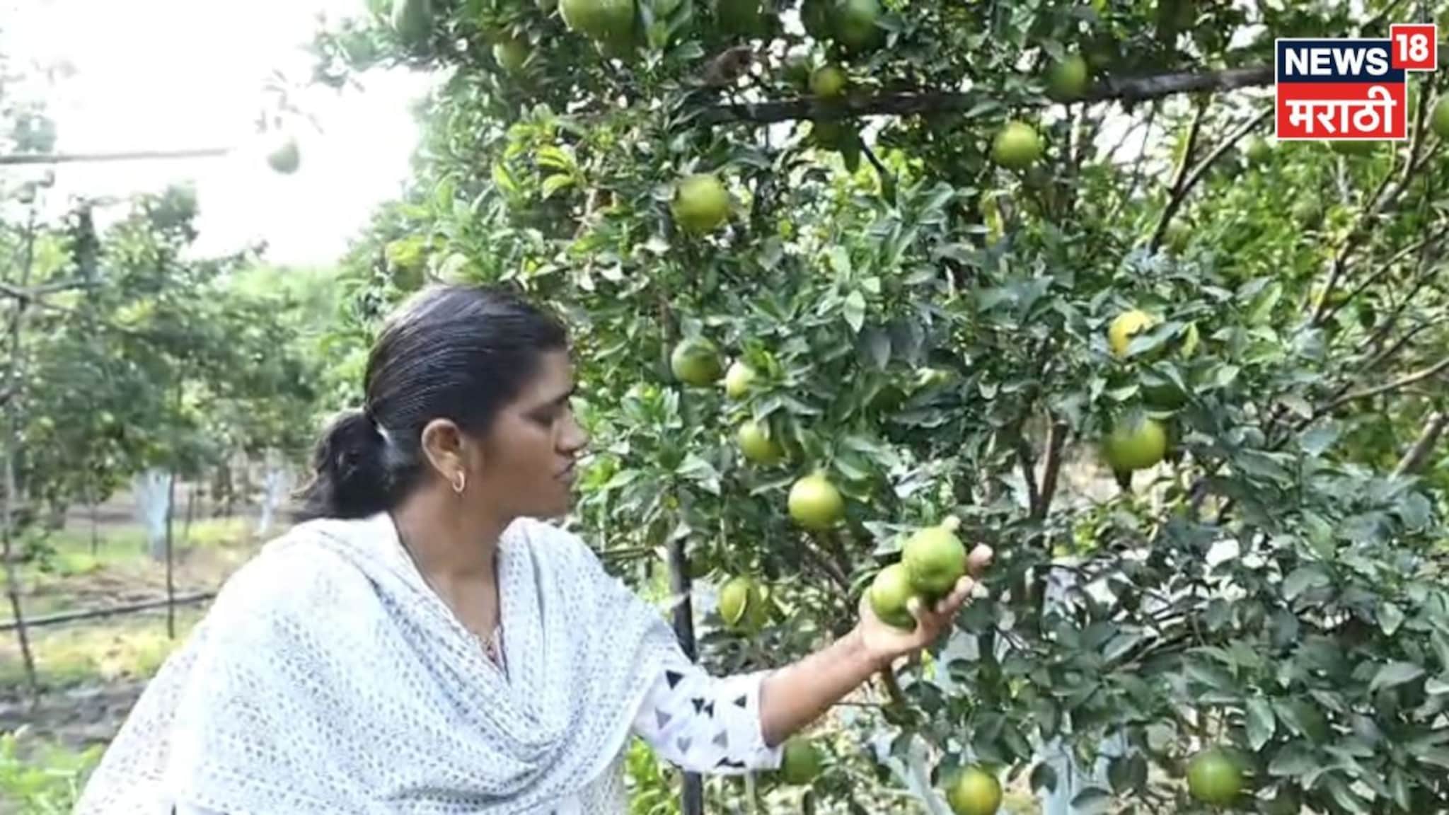 वडिलांनी नाकारलं,मिळेल तिथं काम केलं! एका निर्णयाने आयुष्य बदललं, अमरावतीच्या भारती या शेतीतून करताय लाखोंची कमाई