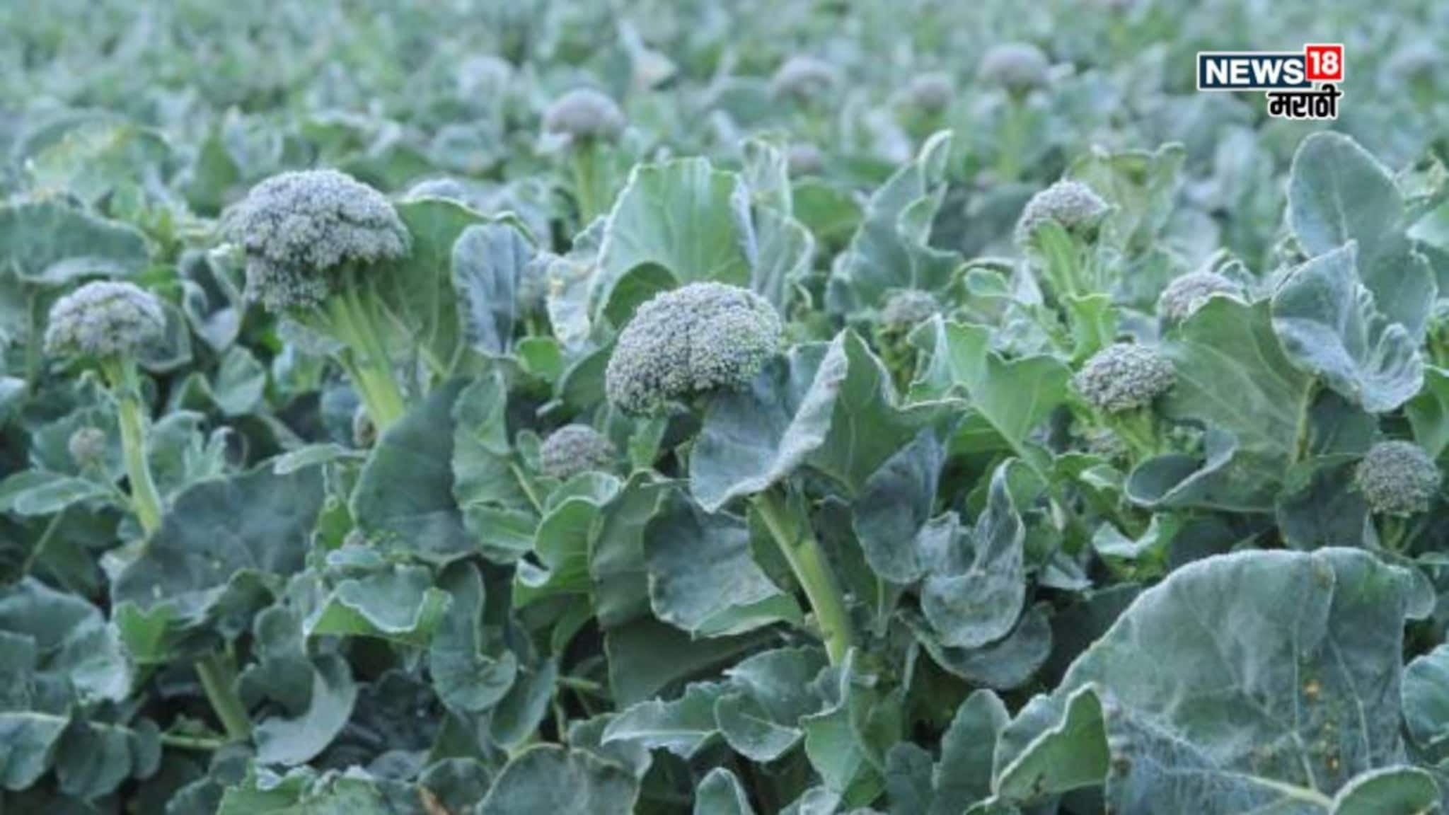 नवीन वर्षात शेतकऱ्यांमध्ये या पिकाची मोठी क्रेझ! फक्त अडीच महिन्यांत एकरी करताय ४ लाखांची कमाई