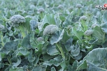 नवीन वर्षात शेतकऱ्यांमध्ये या पिकाची मोठी क्रेझ! फक्त अडीच महिन्यांत एकरी करताय ४ लाखांची कमाई