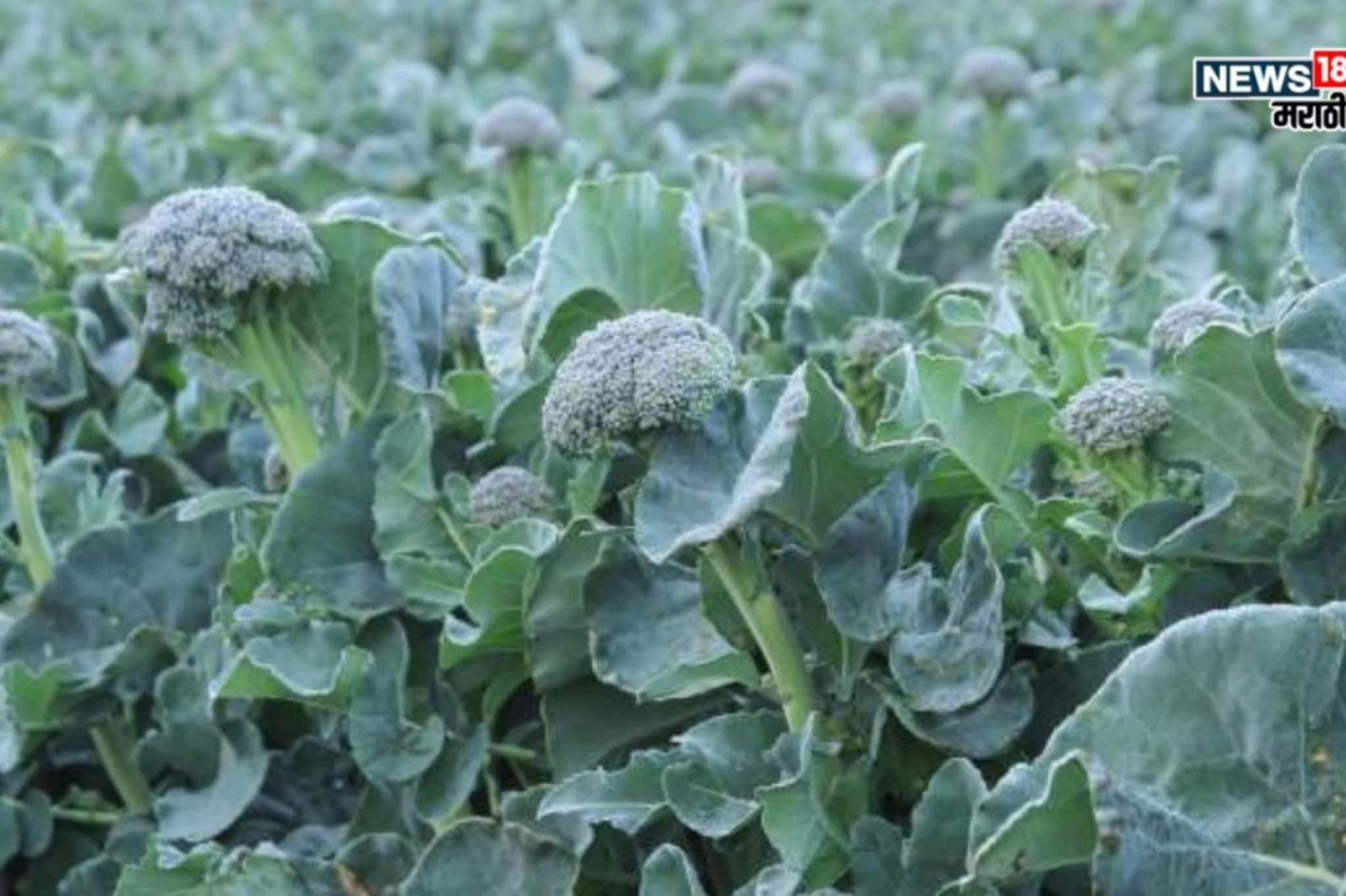 एकरी ५० हजार खर्च, या पिकातून फक्त अडीच महिन्यांत करा ४ लाखांपर्यंत कमाई एकरी ५० हजार खर्च, या पिकातून फक्त अडीच महिन्यांत करा ४ लाखांपर्यंत कमाई