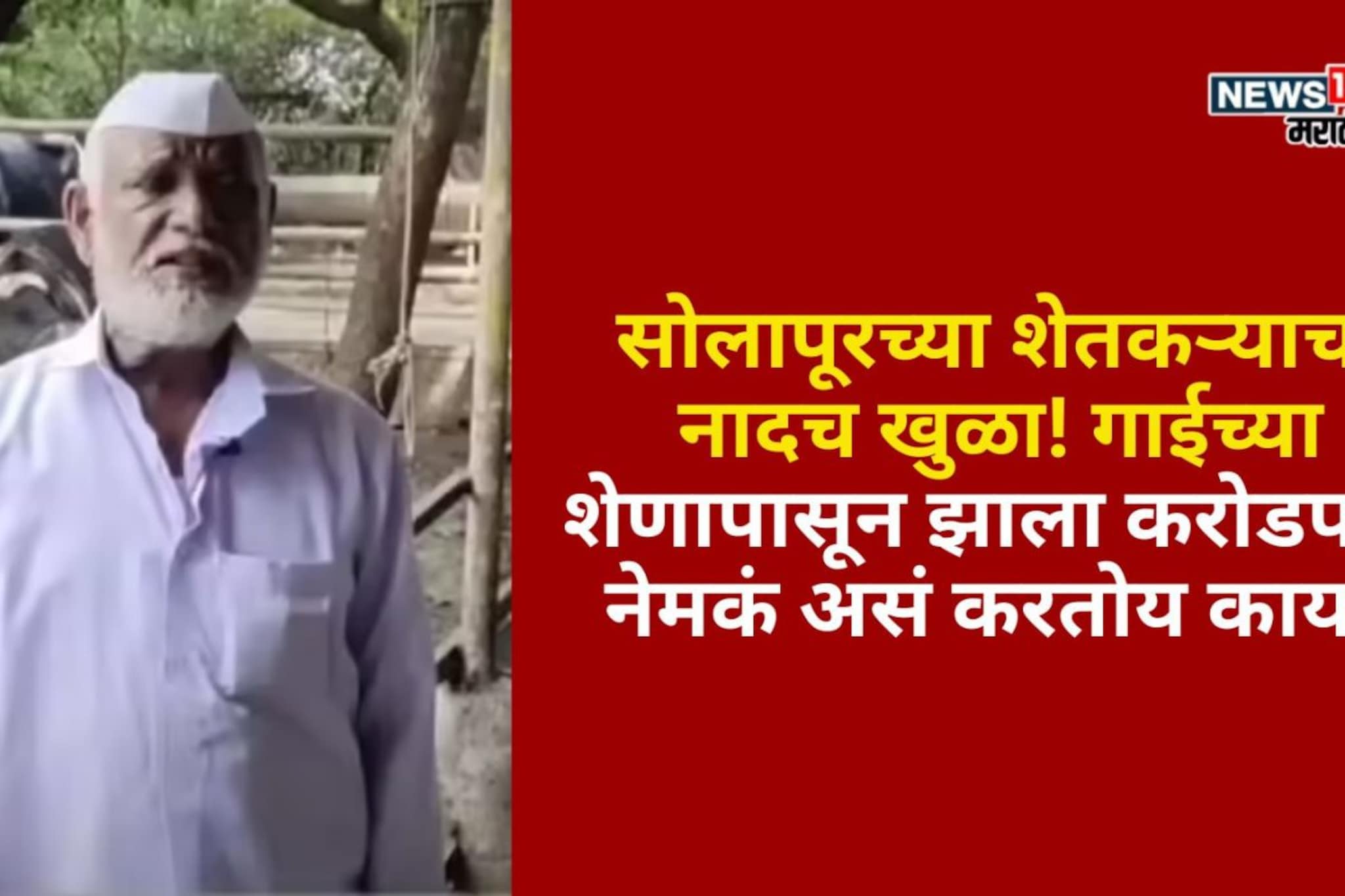 गाईच्या शेणापासून सोलापूरचा शेतकरी झाला करोडपती, नेमकं असं करतोय काय?