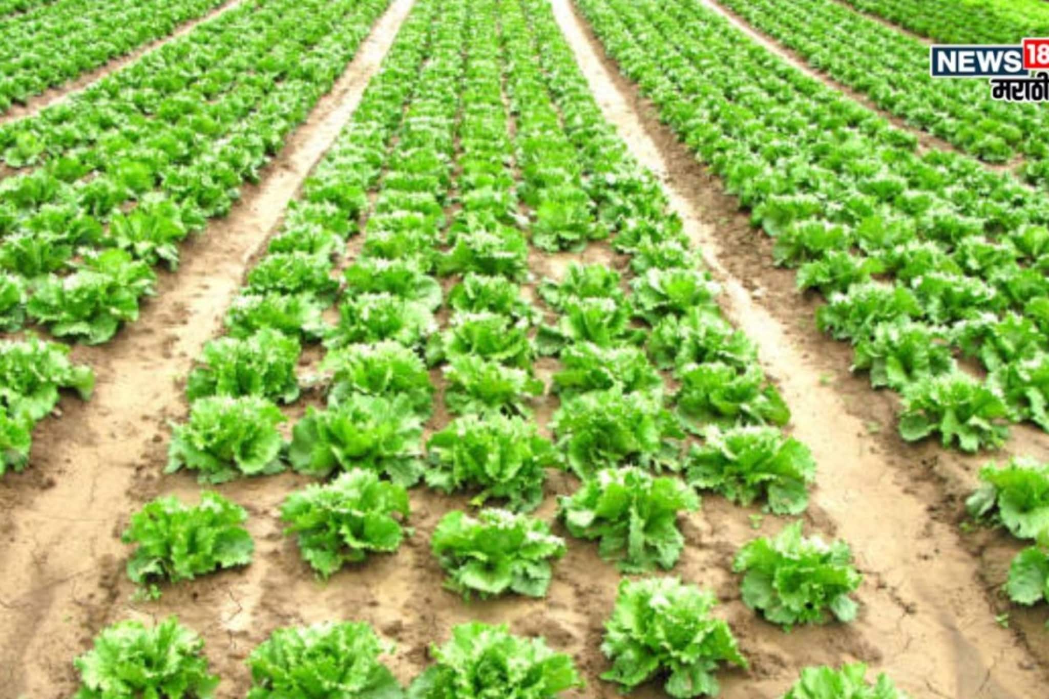 कांदे, द्राक्षा पिकाला पडेल भारी! फक्त 40 दिवसांत या पिकातून कराल लाखोंची कमाई