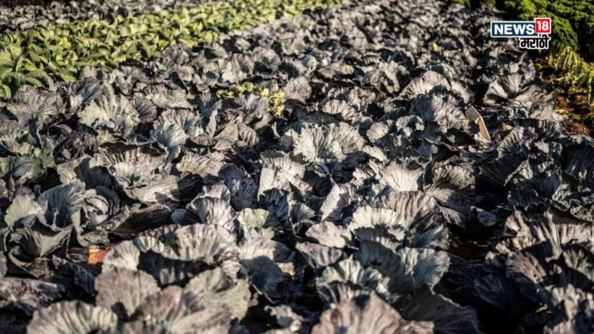 मार्केटमध्ये जबरदस्त मागणी! या शेतीतून 55 दिवसांत कराल 3 लाखांपर्यंत कमाई