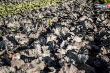 पीक नव्हे पैशांचं ATM, मार्केटमध्ये जबरदस्त मागणी, 55 दिवसांत कराल 3 लाखांपर्यंत कमाई