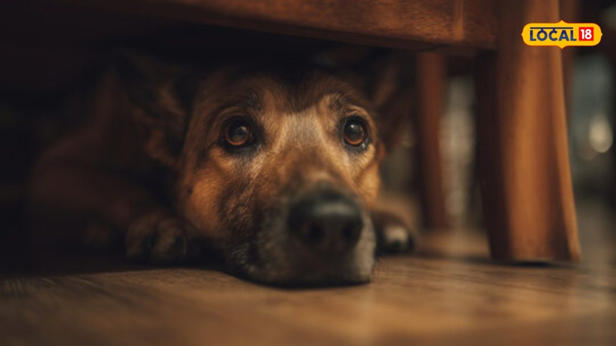 Mumbai Crime: विकृतपणाचा कळस! मुंबईत 20 वर्षीय तरूणाने कुत्र्याच्या पिल्लासोबत केले अश्लील वर्तन