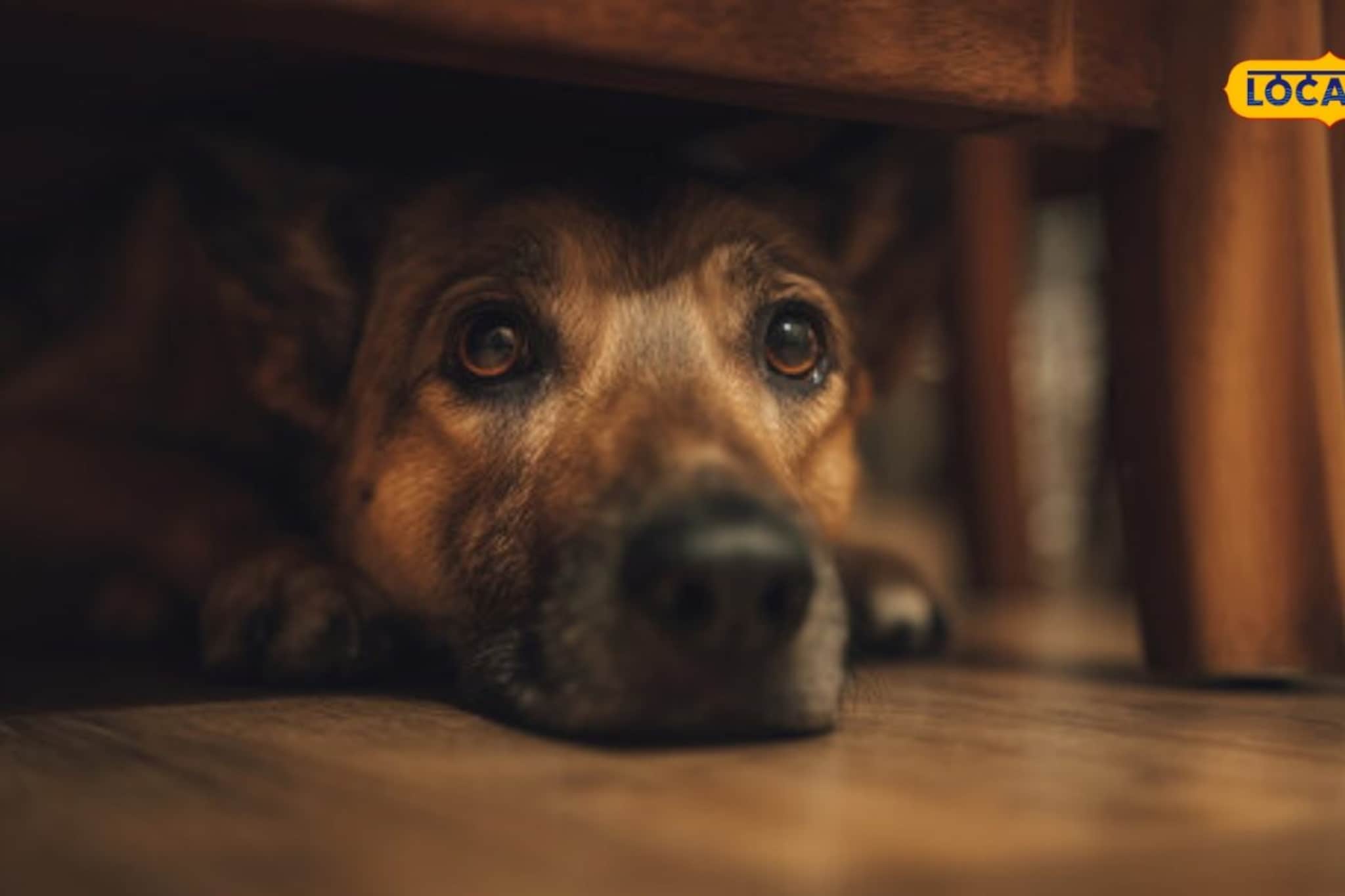 विकृतपणाचा कळस! मुंबईत 20वर्षीय तरूणाने कुत्र्याच्या पिल्लासोबत केले अश्लील वर्त