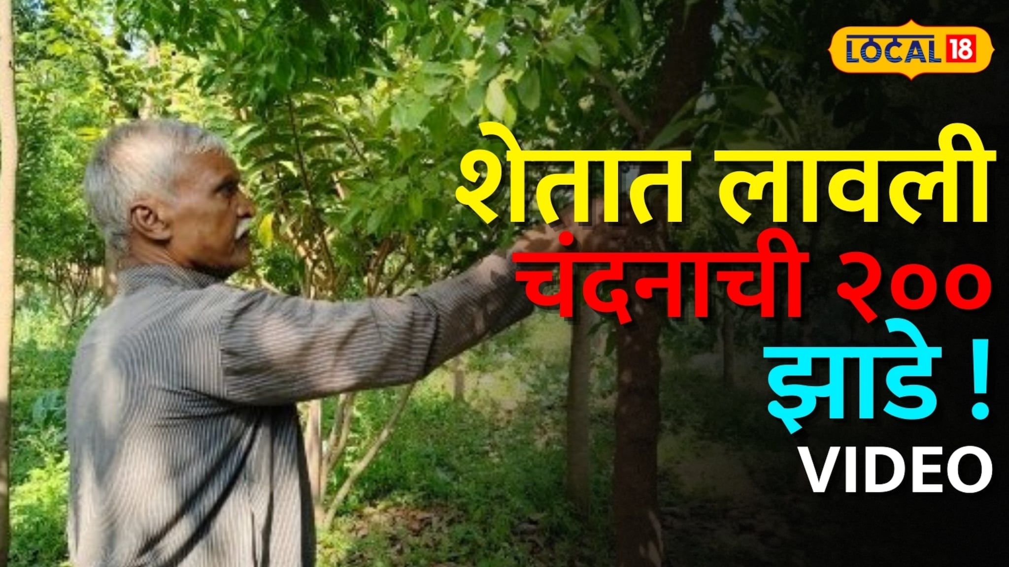 शेतात लावली चंदनाची २०० झाडे; सातबाऱ्यावरही नोंद! फुलंब्रीतील शेतकऱ्याचा यशस्वी प्रयोग