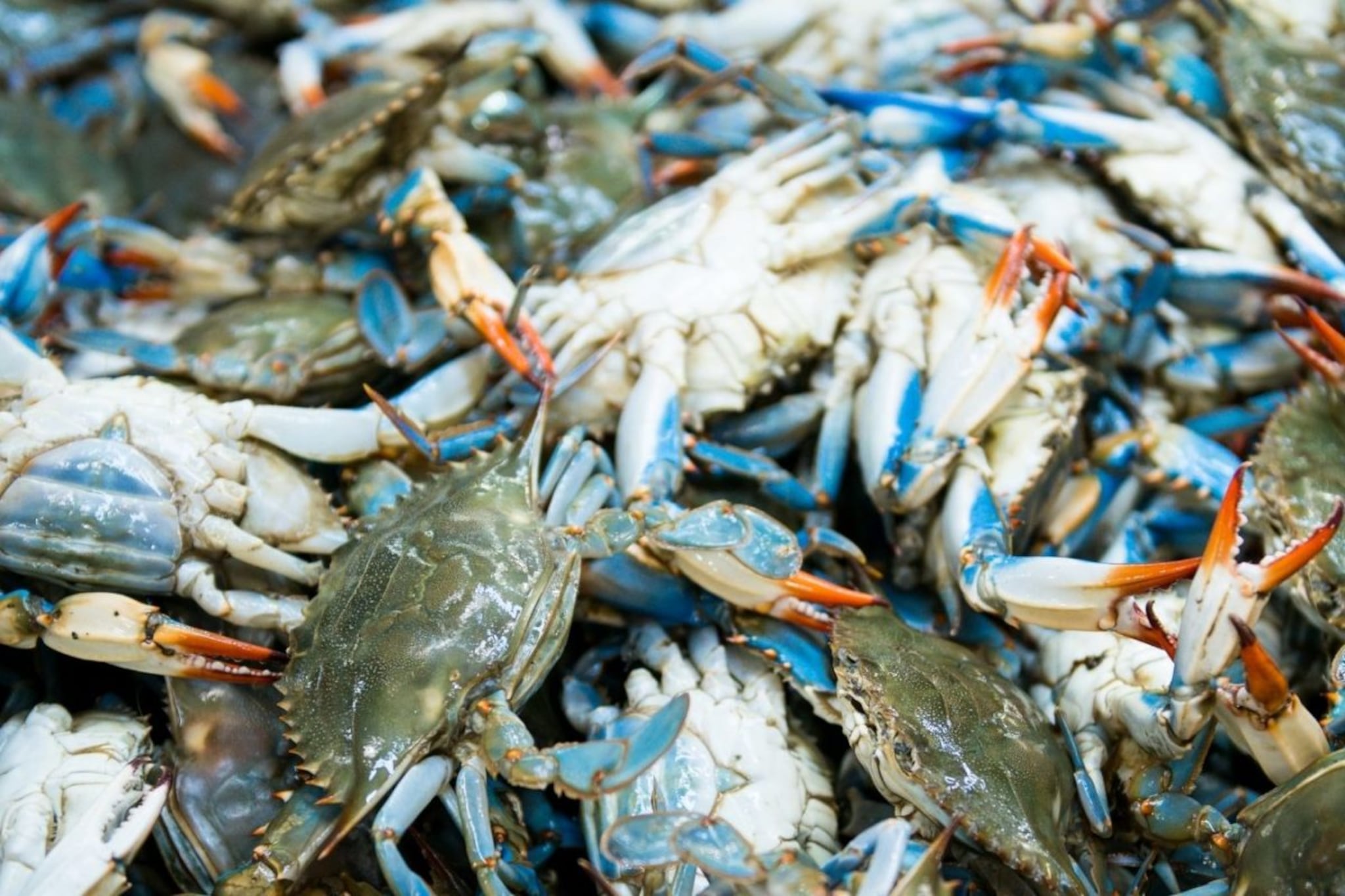 Crab : खेकडा भरलेला आहे की पोकळ कसा ओळखायचा, कोणता खेकडा चांगला?