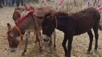 महाराष्ट्रात पुण्याजवळ भरला चक्क गाढवांचा बाजार, बुलेटपेक्षाही महाग आहे गाढव!
