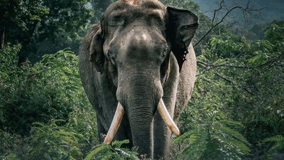 हाथी के दांत: दिखाने वाले दांतों से परे, जानिए उसके खाने वाले दांत कितने होते हैं!
