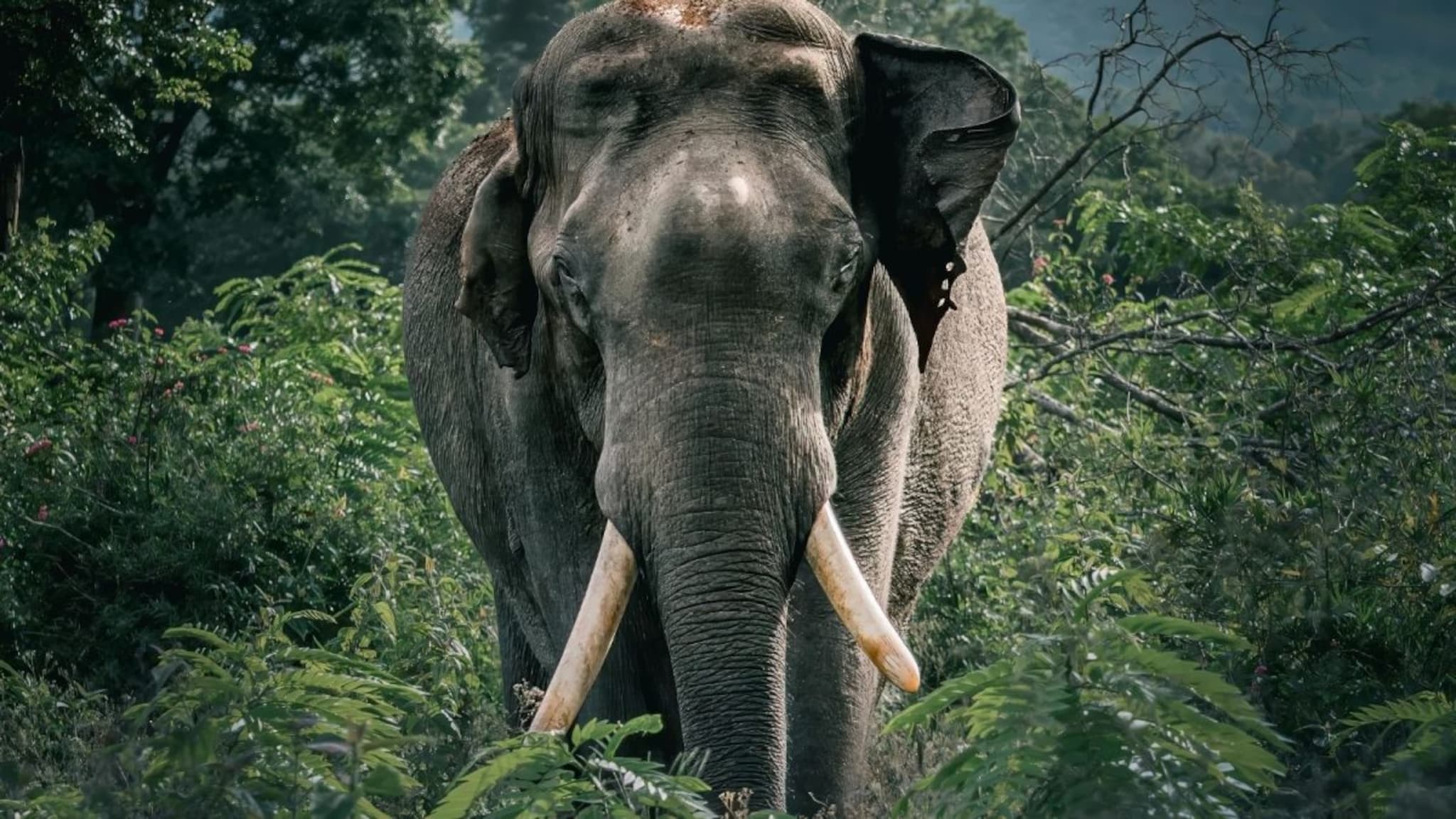 Elephant Teeth : हत्तीचे दाखवायचे दात 2, खायचे किती असतात माहिती आहे का? Elephant Teeth : हत्तीचे दाखवायचे दात 2, खायचे किती असतात माहिती आहे का?