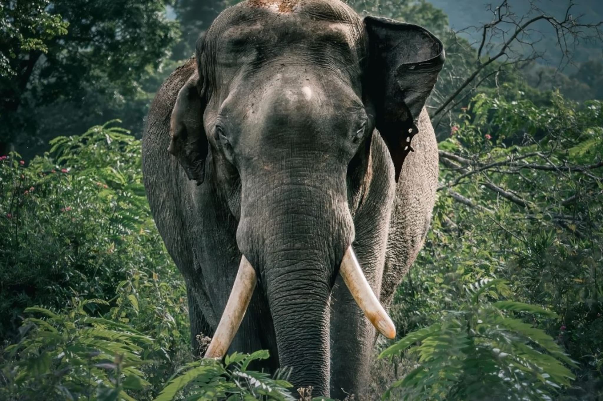 Elephant Teeth : हत्तीचे दाखवायचे दात 2, खायचे किती असतात माहिती आहे का?