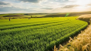 प्रतीकात्मक फोटो प्रतीकात्मक फोटो