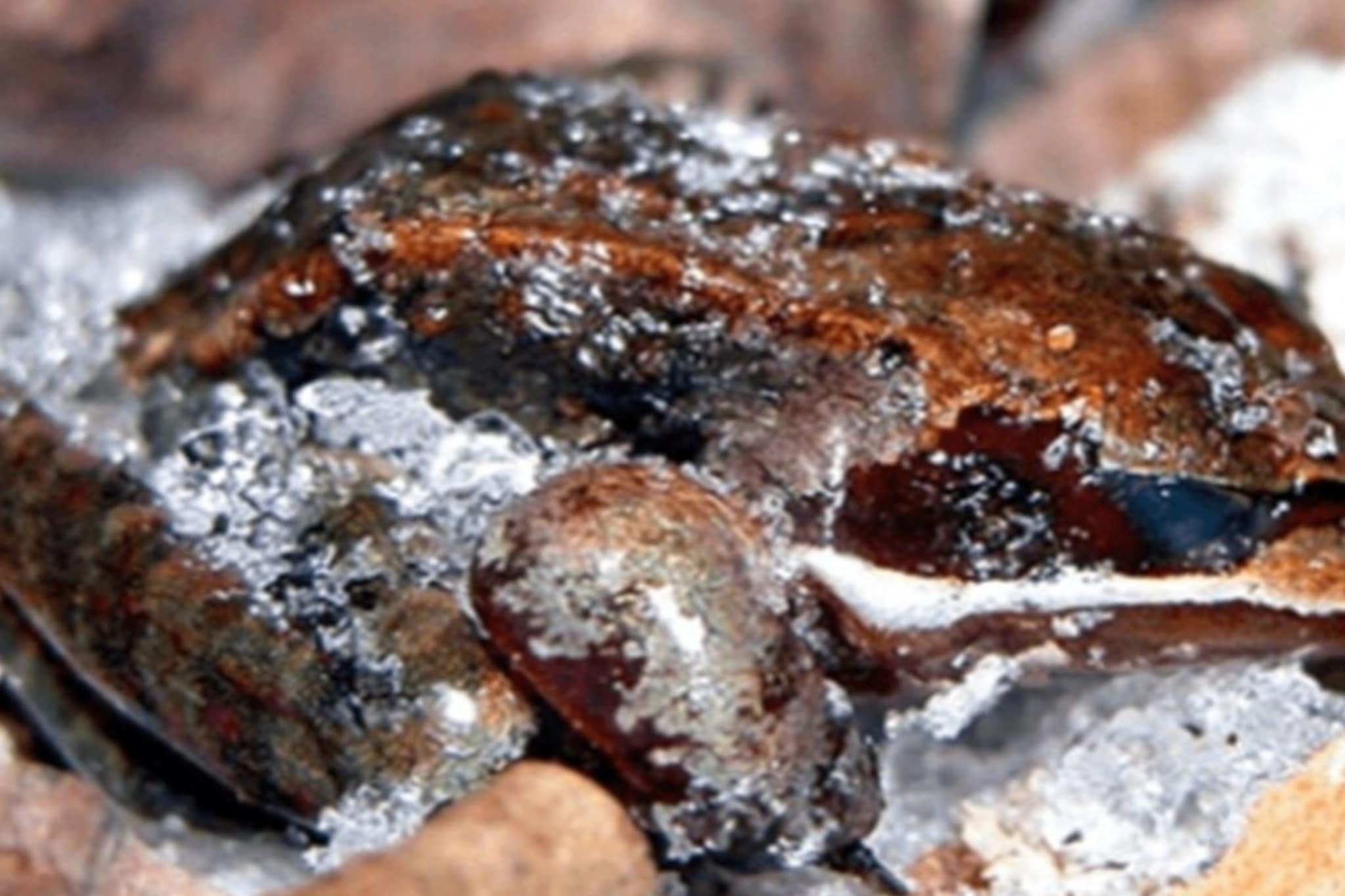 भयंकर थंडीतही मरत नाहीत हे 5 जीव! शरीराचा बर्फ झाला तरी जिवंत राहतात, कसं काय?