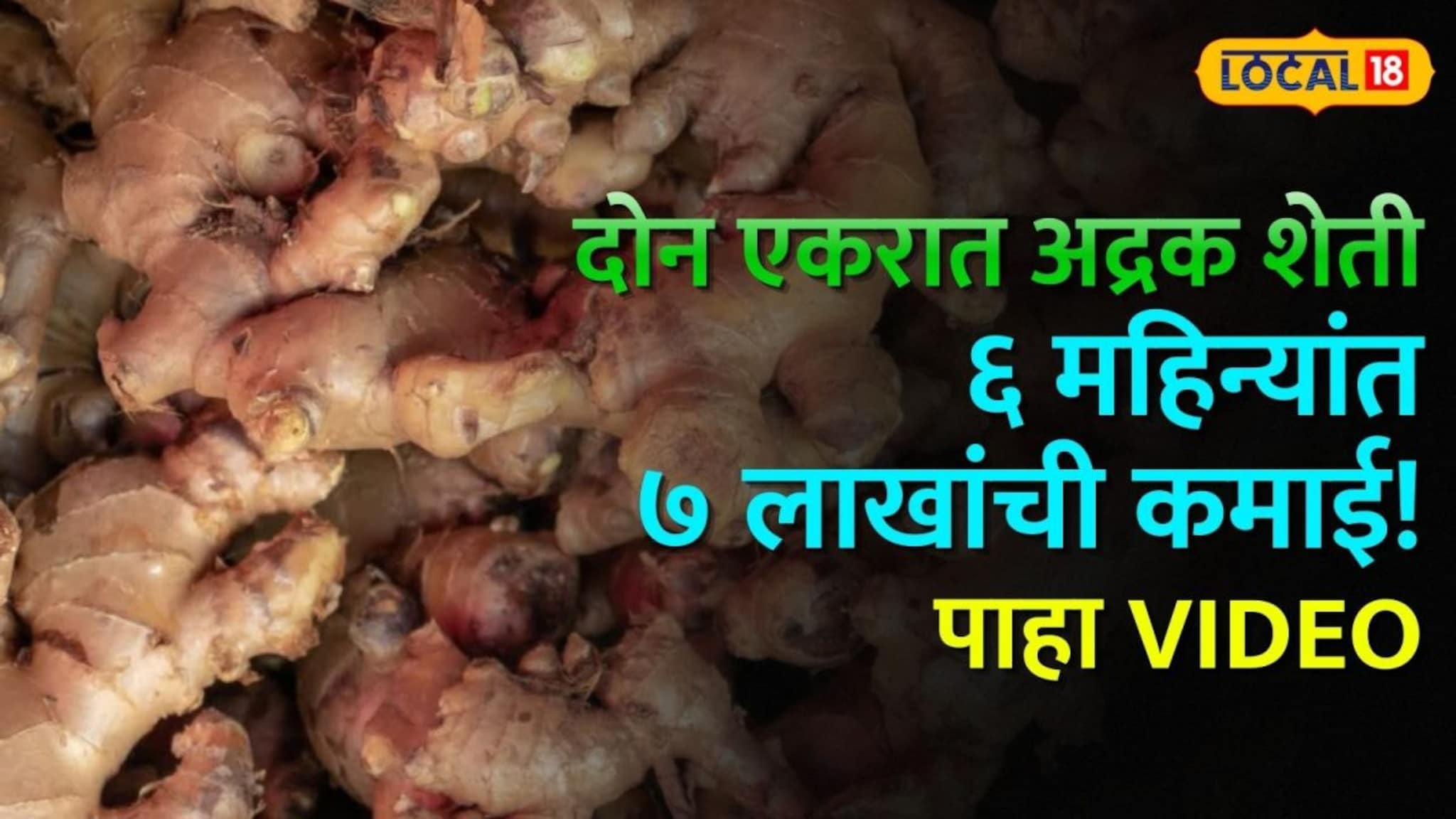 दोन एकरात अद्रक शेती अन् ६ महिन्यांत ७ लाखांची कमाई! डोंगरगावच्या शेतकऱ्याने साधलं उत्पन्नाचं गणित