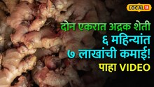 दोन एकरात अद्रक शेती अन् ६ महिन्यांत ७ लाखांची कमाई! डोंगरगावच्या शेतकऱ्याने साधलं उत्पन्नाचं गणित
