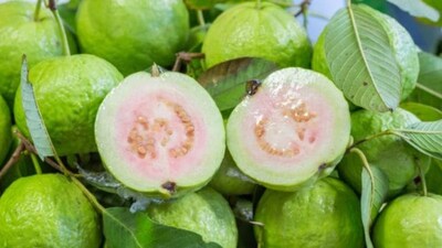 Guava Benefits: शुगर असेल तर पेरु खावे का? पेरु खाल्ल्याने वजन कमी होते हे कितपत खरे?