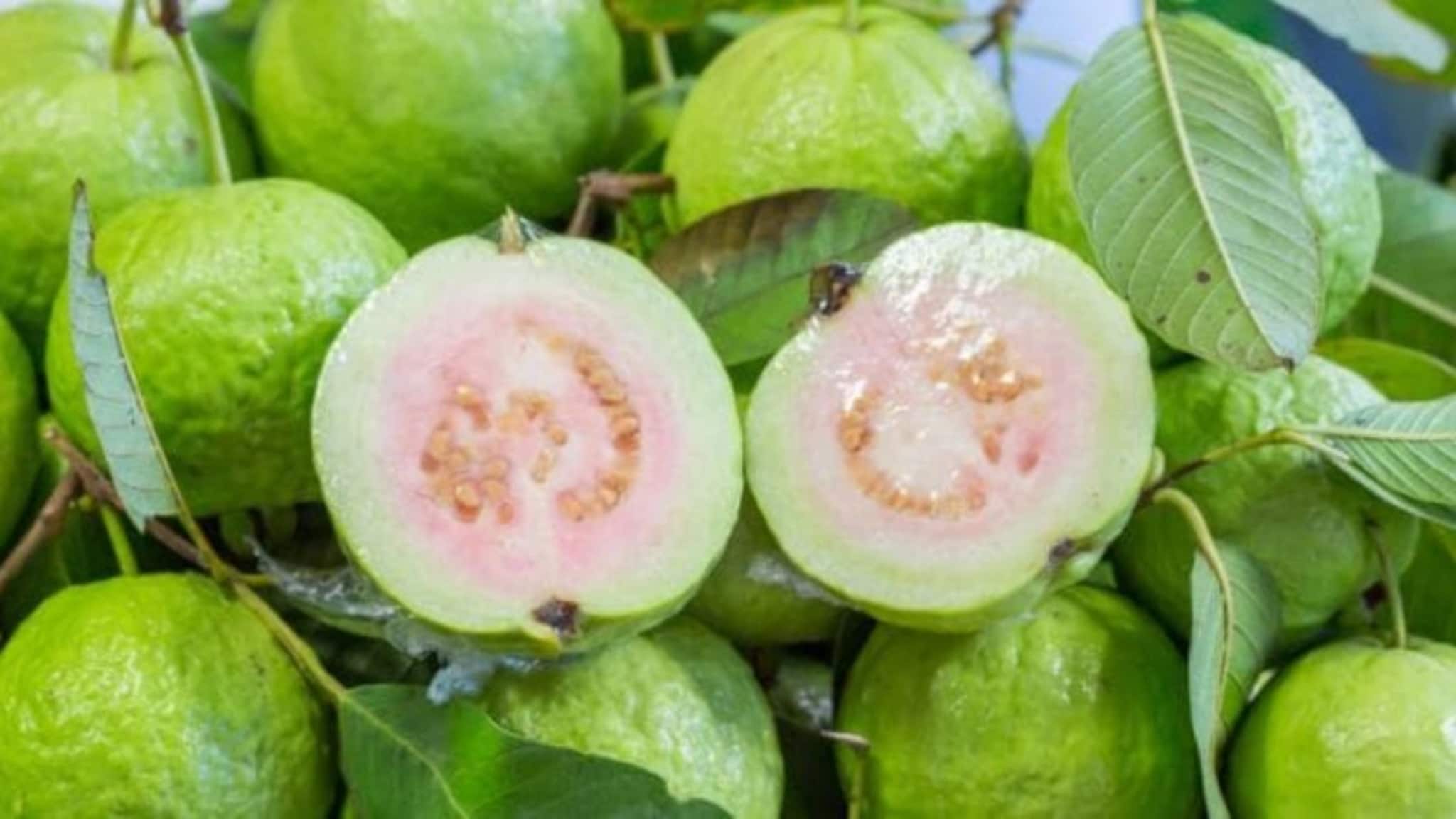 Guava Benefits: शुगर असेल तर पेरु खावे का? पेरु खाल्ल्याने वजन कमी होते हे कितपत खरे?