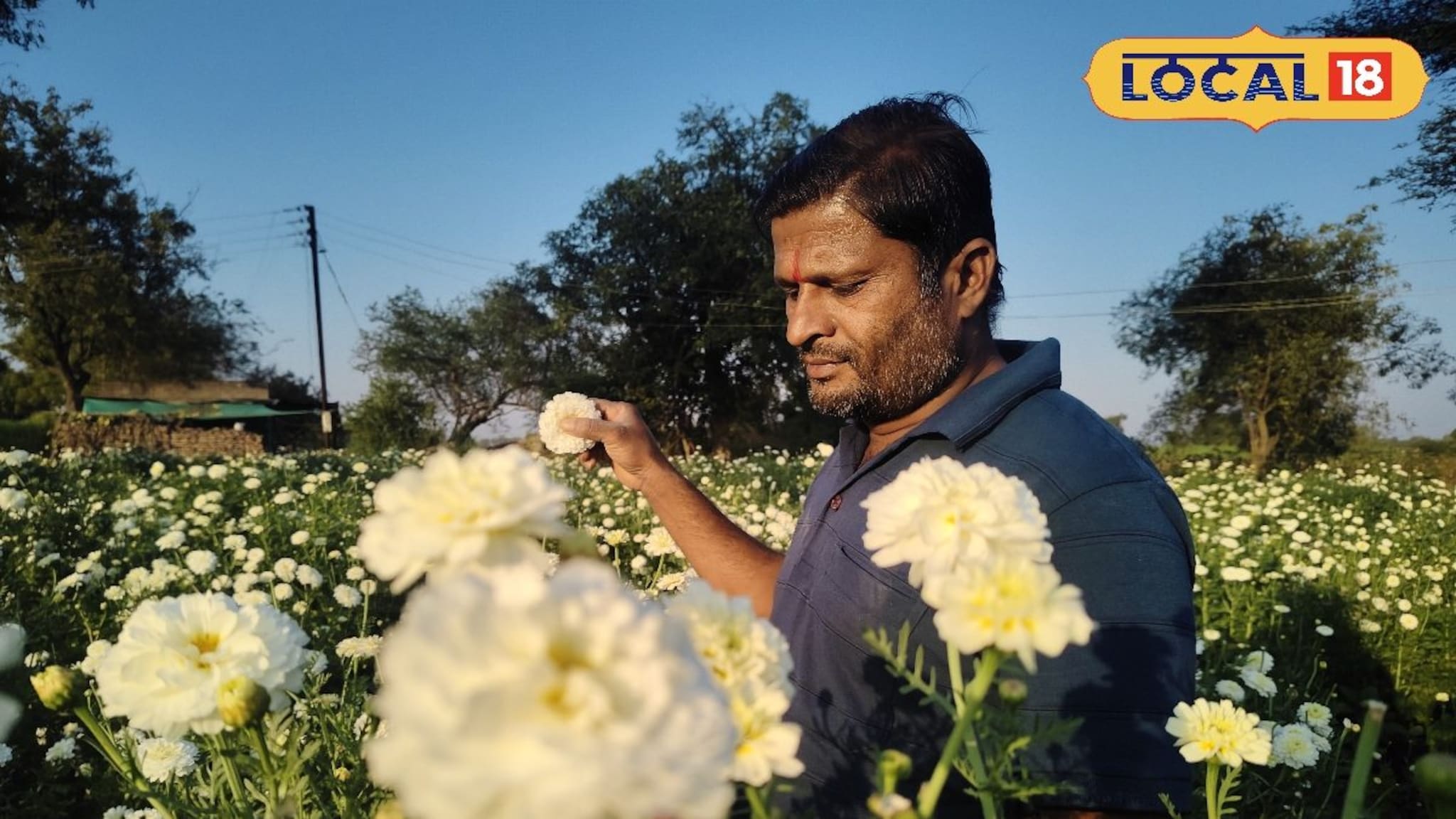 Success Story : शेतकऱ्यानं लावलं डोक, करतोय फायद्याची शेती, 3 महिन्यात दीड लाख कमाई