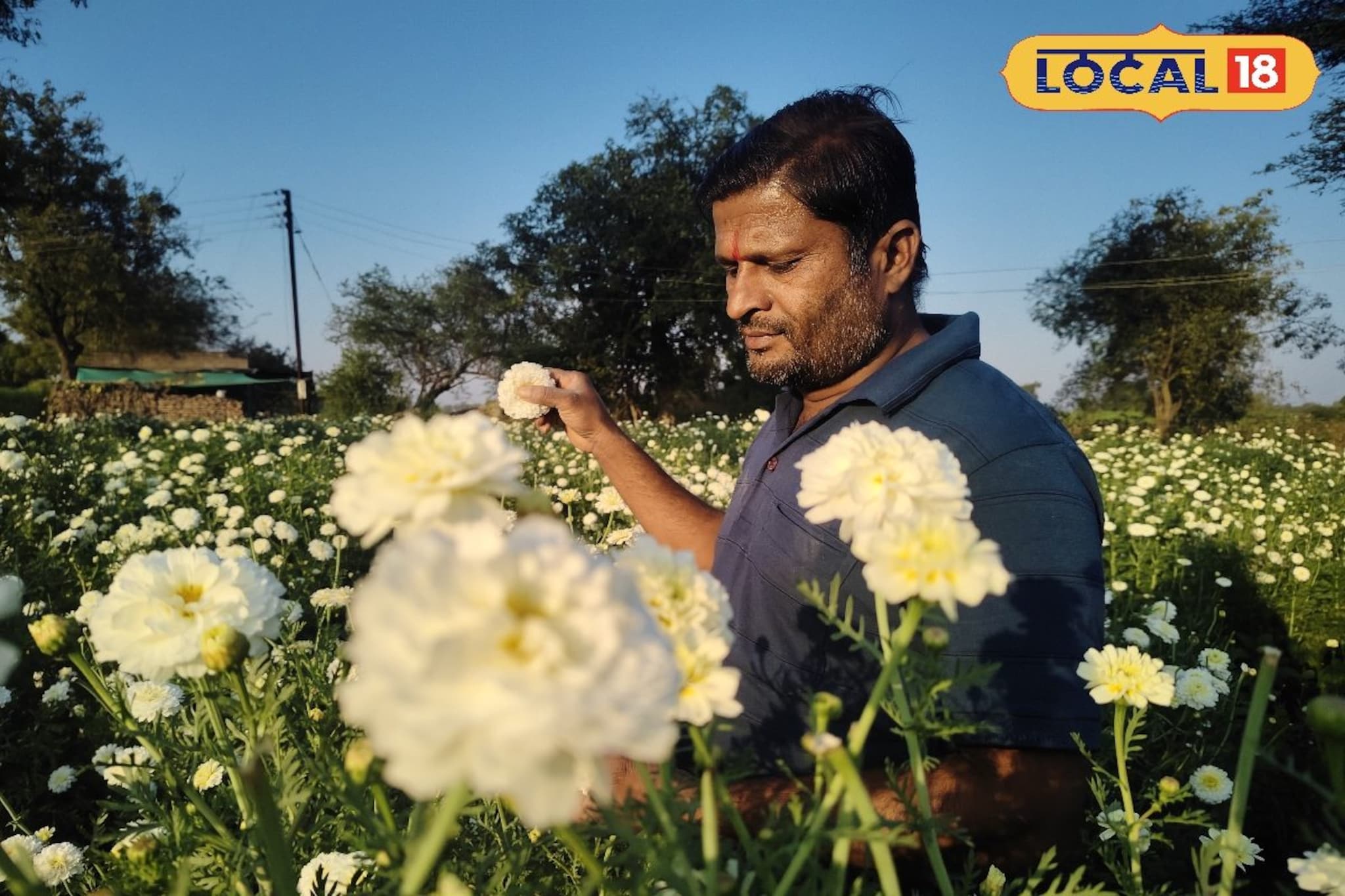 शेतकऱ्यानं लावलं डोक, करतोय फायद्याची शेती, 3 महिन्यात दीड लाख कमाई शेतकऱ्यानं लावलं डोक, करतोय फायद्याची शेती, 3 महिन्यात दीड लाख कमाई
