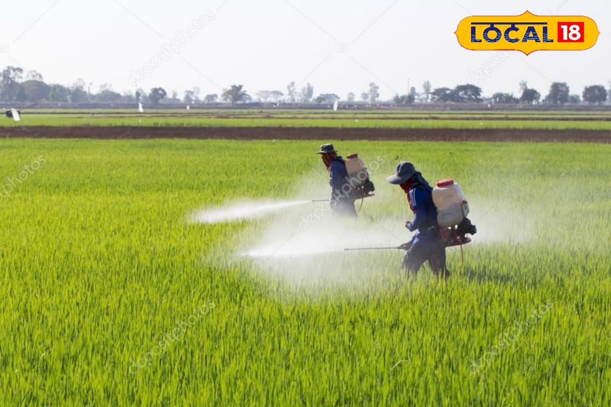 शेतात फवारणीची वेळ चुकवताय? थेट उत्पादनावर बसेल फटका, कृषी तज्ज्ञांनी सल्ला