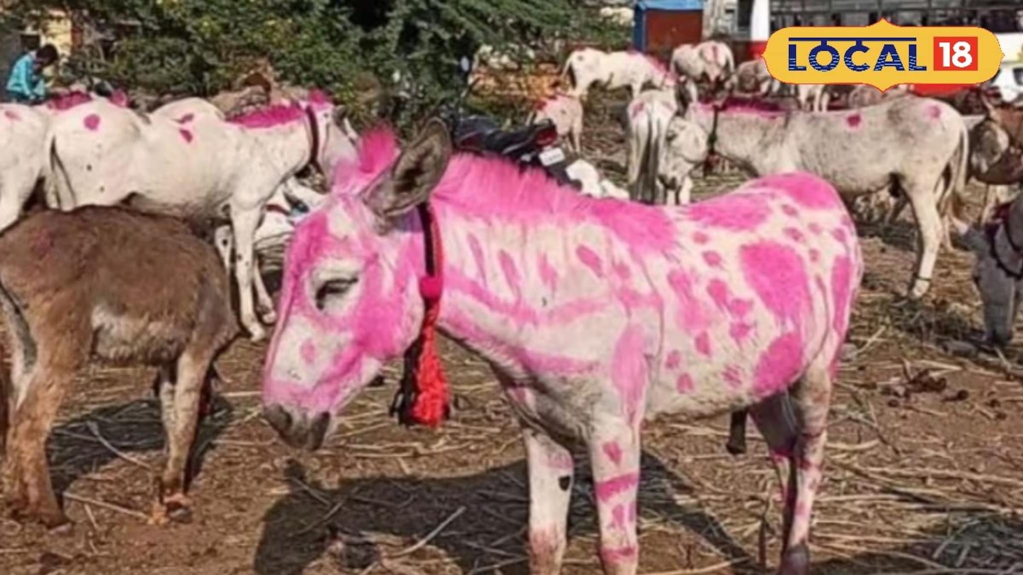 महाराष्ट्रात पुण्याजवळ भरला चक्क गाढवांचा बाजार, बुलेटपेक्षाही महाग आहे गाढव!