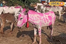 Jejuri Khandoba Temple: महाराष्ट्रात पुण्याजवळ भरला चक्क गाढवांचा बाजार, बुलेटपेक्षाही महाग आहे गाढव!