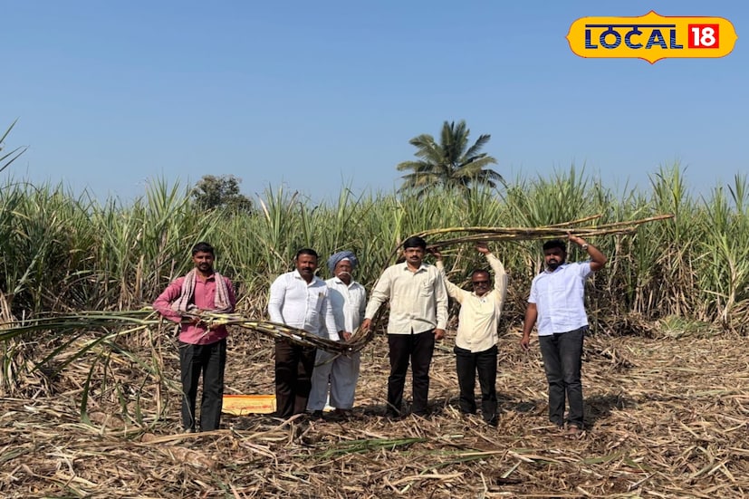 ऊस हे पश्चिम महाराष्ट्रातील हुकमी पीक समजले जाते. ऊस शेतीच्या चोख नियोजनातून इथले शेतकरी आर्थिक समृद्धीचा गोडवा चाखततात. यापैकीच सांगलीच्या वाळवा तालुक्यातील पोखर्णी गावचे सरपंच विश्वनाथ जाधव यांनी राजकारण आणि शेतीच्या नियोजनाचा योग्य मेळ घालत 30 गुंठे शेतीतून 90 टन ऊसाचे उच्चांकी उत्पादन घेतले आहे. ऊस हे पश्चिम महाराष्ट्रातील हुकमी पीक समजले जाते. ऊस शेतीच्या चोख नियोजनातून इथले शेतकरी आर्थिक समृद्धीचा गोडवा चाखततात. यापैकीच सांगलीच्या वाळवा तालुक्यातील पोखर्णी गावचे सरपंच विश्वनाथ जाधव यांनी राजकारण आणि शेतीच्या नियोजनाचा योग्य मेळ घालत 30 गुंठे शेतीतून 90 टन ऊसाचे उच्चांकी उत्पादन घेतले आहे.