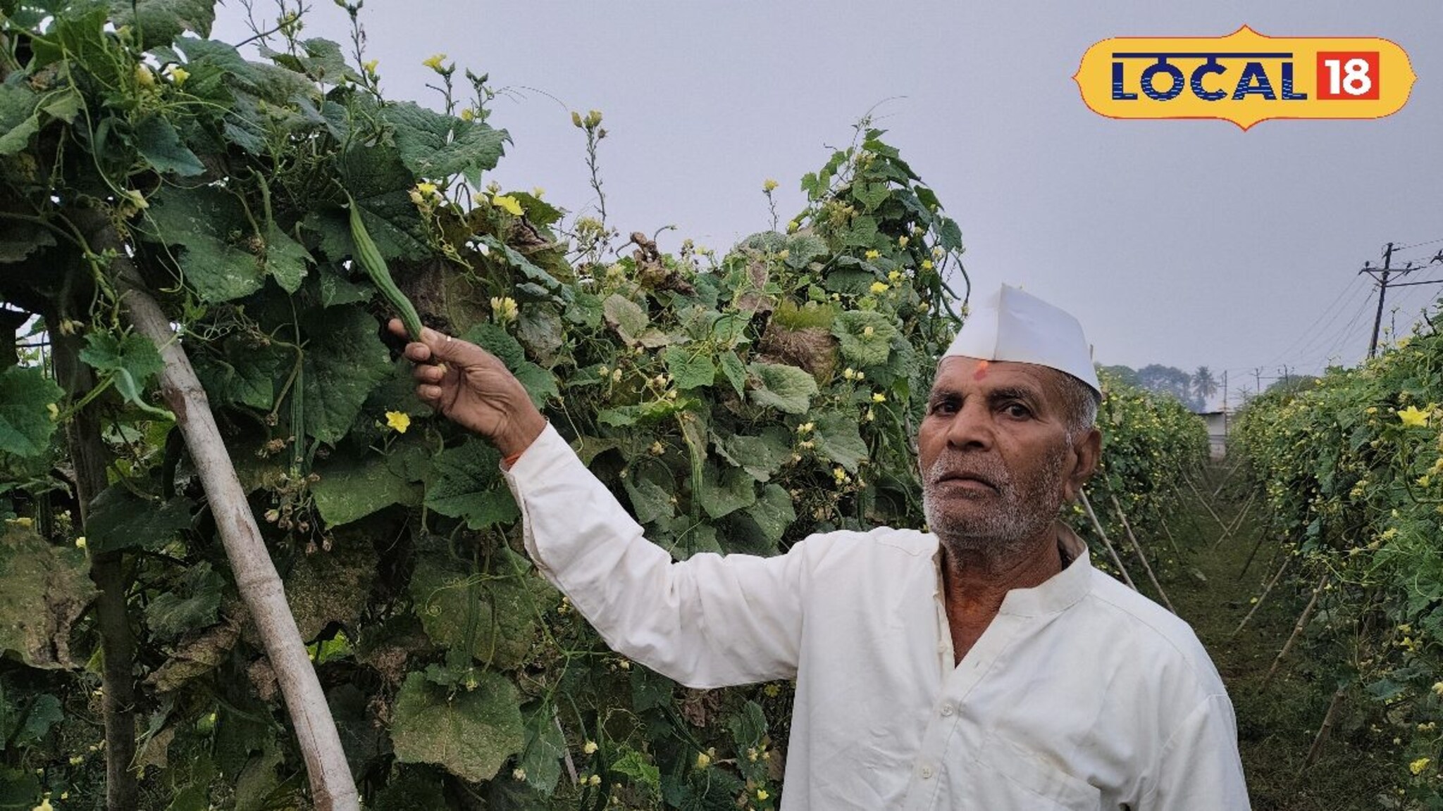 Success Story: तरुण शेतकऱ्यांसाठी प्रेरणादायी प्रयोग! दोडका शेतीतून कमावतोय लाखोंचं उत्पन्न