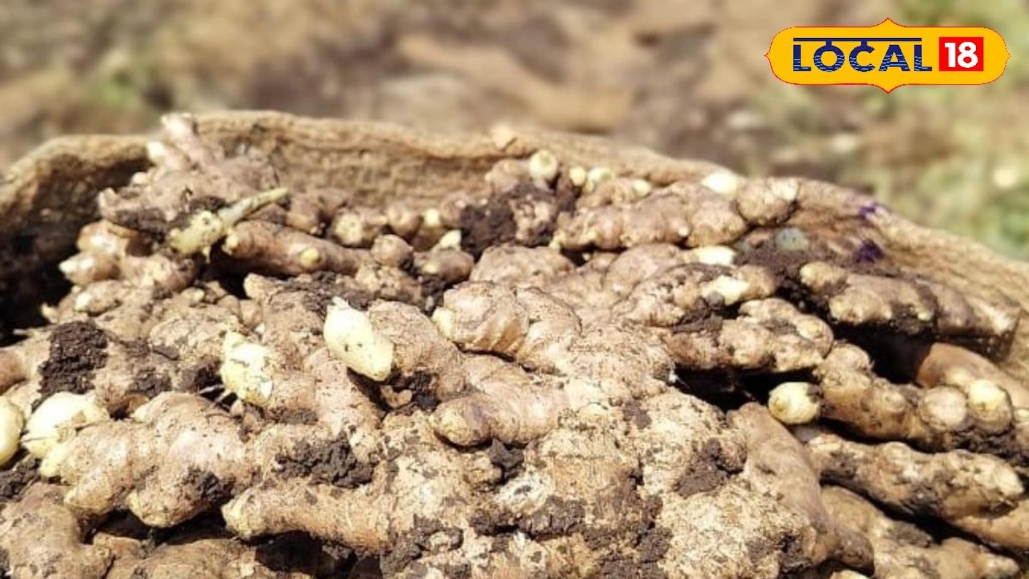 डाळिंबाला सर्वाधिक भाव, इतर शेतमालांची स्थिती काय?