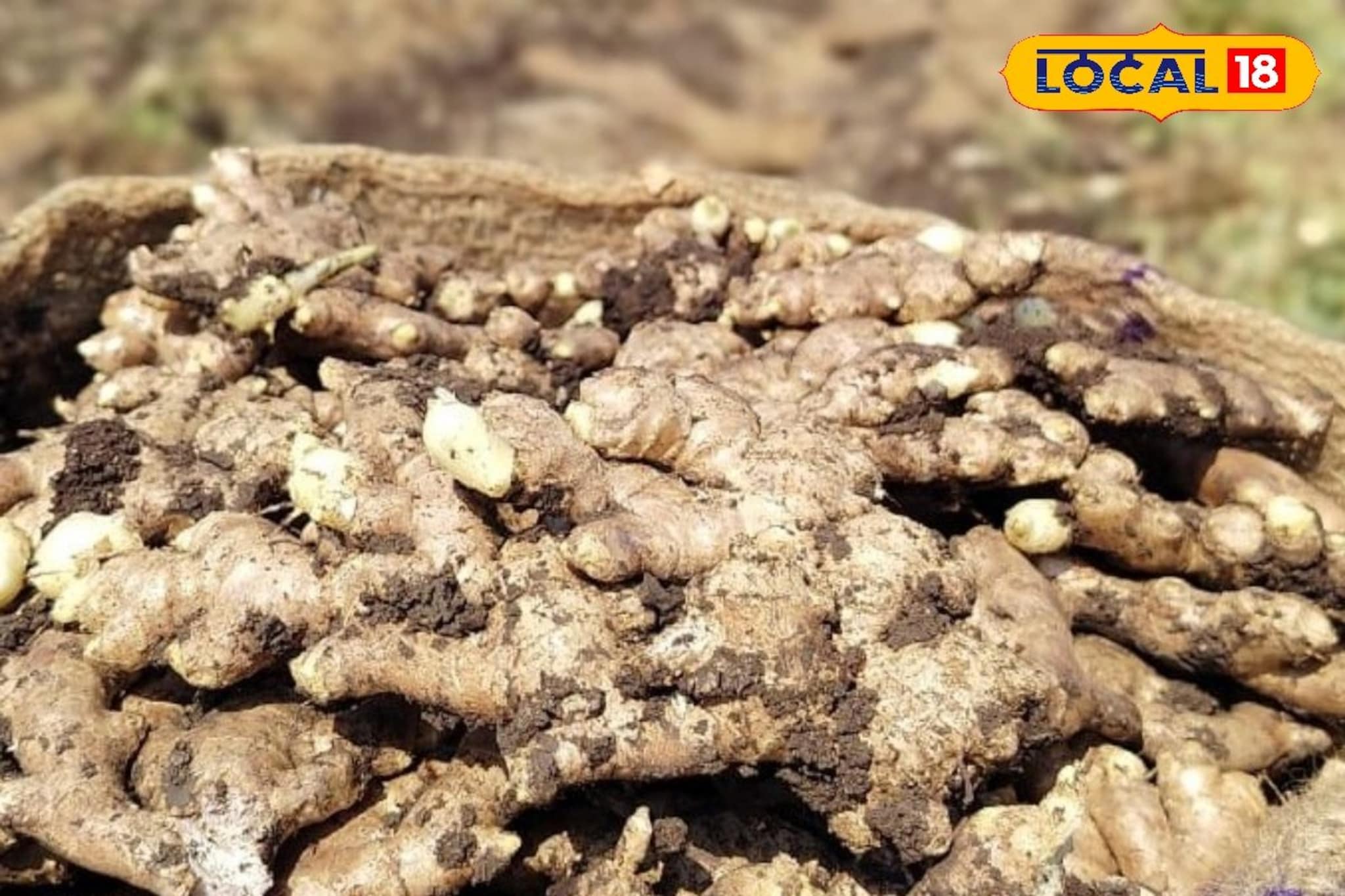 डाळिंबाला सर्वाधिक भाव, इतर शेतमालांची स्थिती काय?