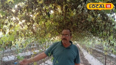 गोड द्राक्षाने रडवलं तर कडू कारल्याने हसवलं, तीन नफा मिळाला 16 लाखांचा 