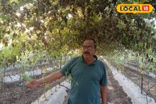 Success Story : द्राक्षाने रडवलं, कडू कारल्याने कमावलं, शेतकऱ्याला 16 लाखांचा नफा