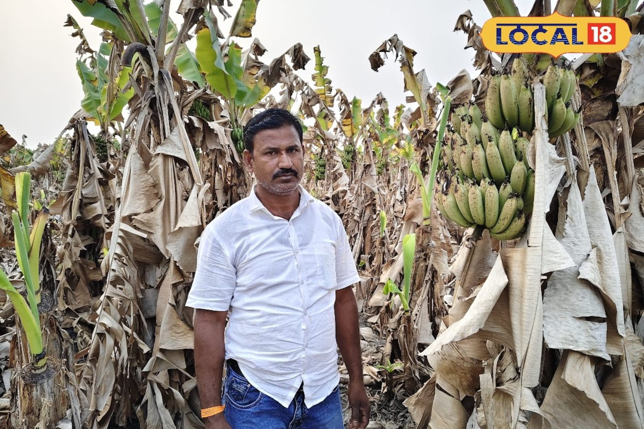 थंडीचा फटका, शेतकऱ्याच्या डोळ्यादेखत केळी बाग करपली, दीड लाखांचं नुकसान