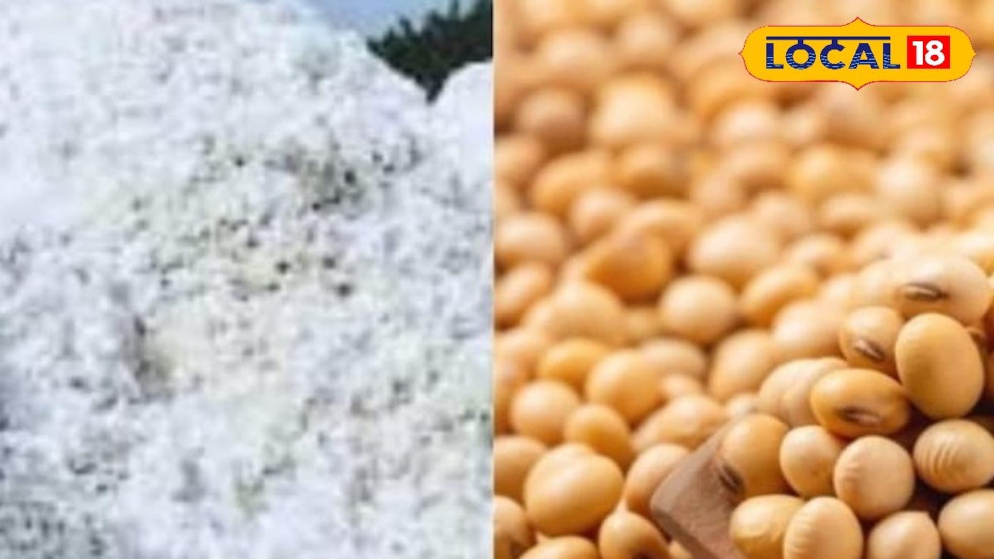 कापूस आणि तुरीच्या दरात उलथापालथ, सोयाबीनची कशी राहीली स्थिती? इथं चेक करा