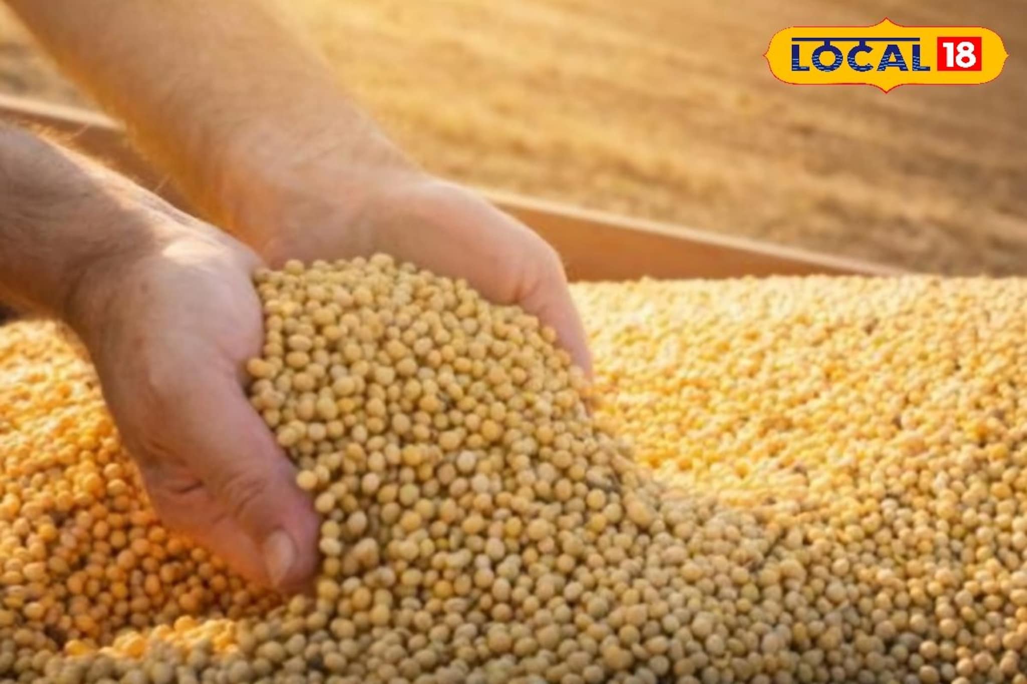 सोयाबीनचे दर वाढले, कापूस आणि तुरीला आज काय मिळाला भाव?  एका क्लिकवर चेक करा