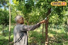 पुष्पा नव्हे रमेशभाऊ! छ. संभाजीनगरमध्ये केली चंदनाची शेती, झाडांचं असं करतात संरक्षण