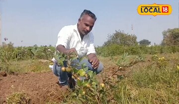 गुलाबाच्या