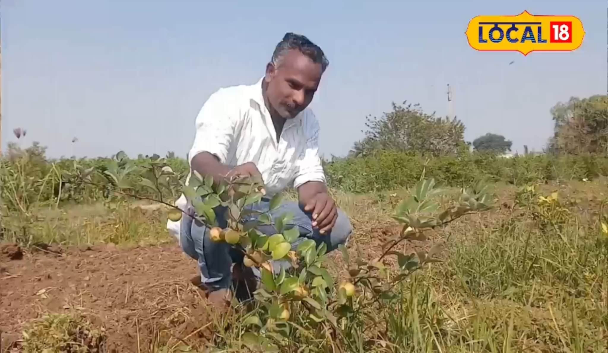 गुलाबाच्या शेतीमध्ये घेतलं बोराचं आंतरपीक, उत्पन्न मिळणार लाखात, कशी केली शेती?