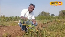 Success Story : गुलाबाच्या शेतीमध्ये घेतलं बोराचं आंतरपीक, उत्पन्न मिळणार लाखात, कशी केली शेती?