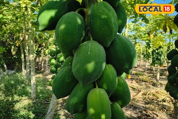 20 गुंठ्यात केली 600 झाडांची लागवड, तरुणाला उत्पन्न मिळालं लाखात, असं काय केलं?